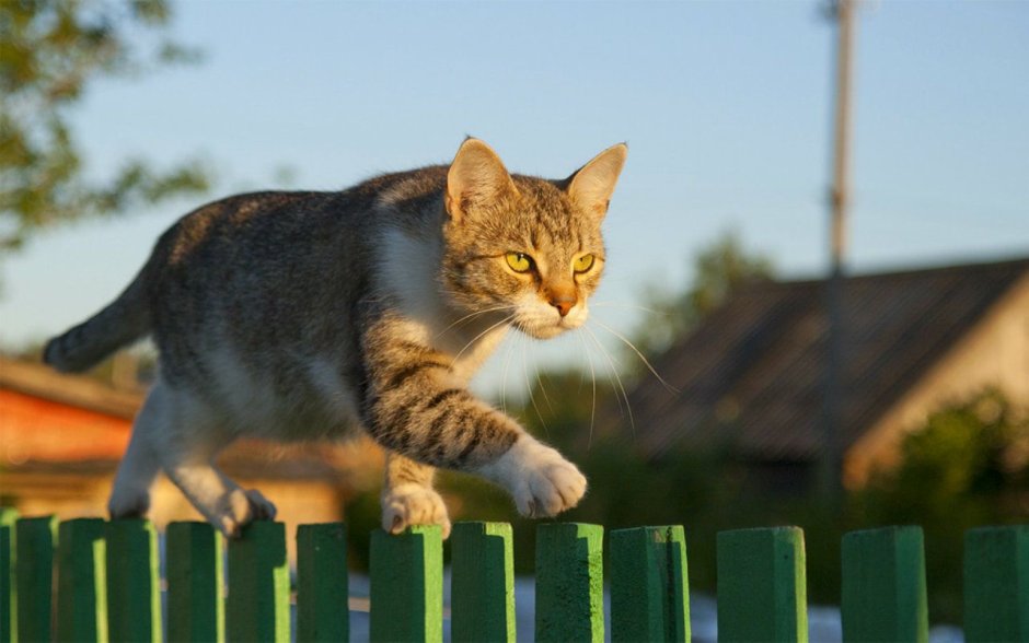 Беспородные кошки