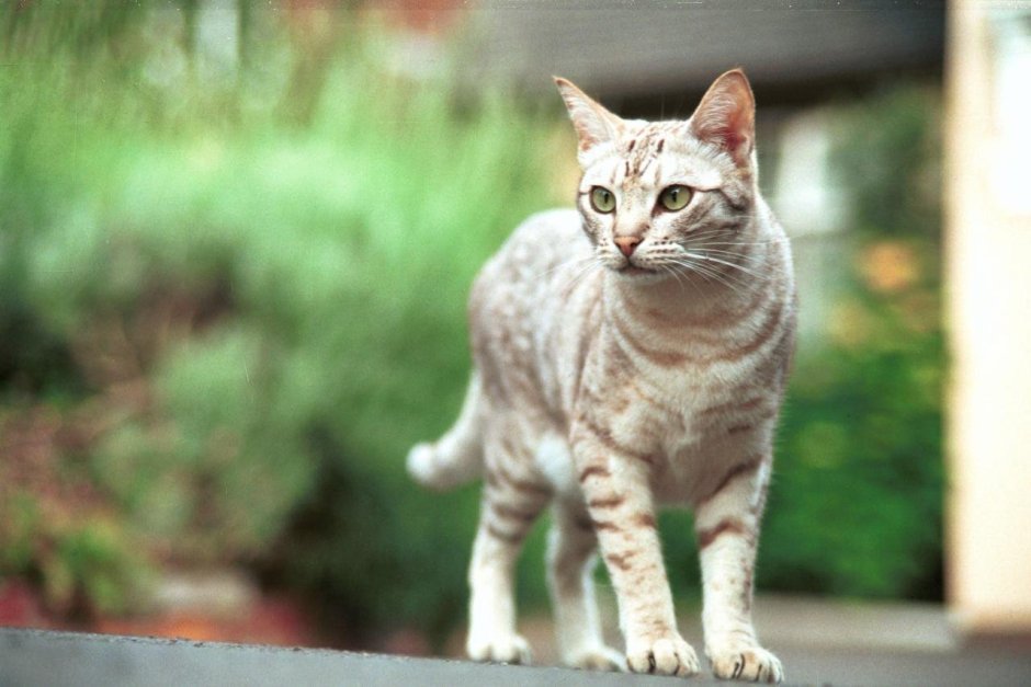 Европейская короткошерстная кошка