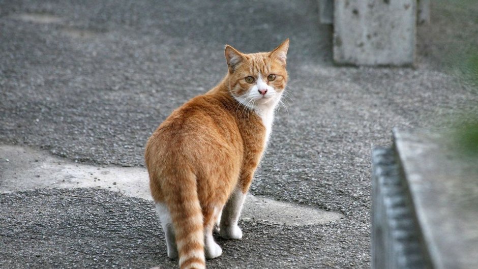 Кот на улице