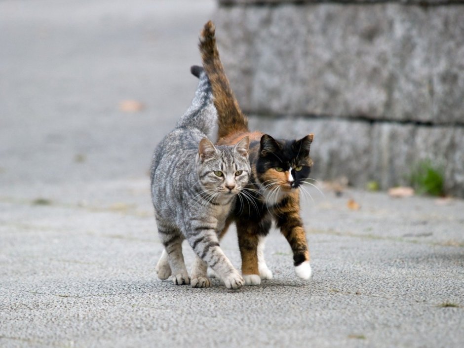 Кошечка гуляет