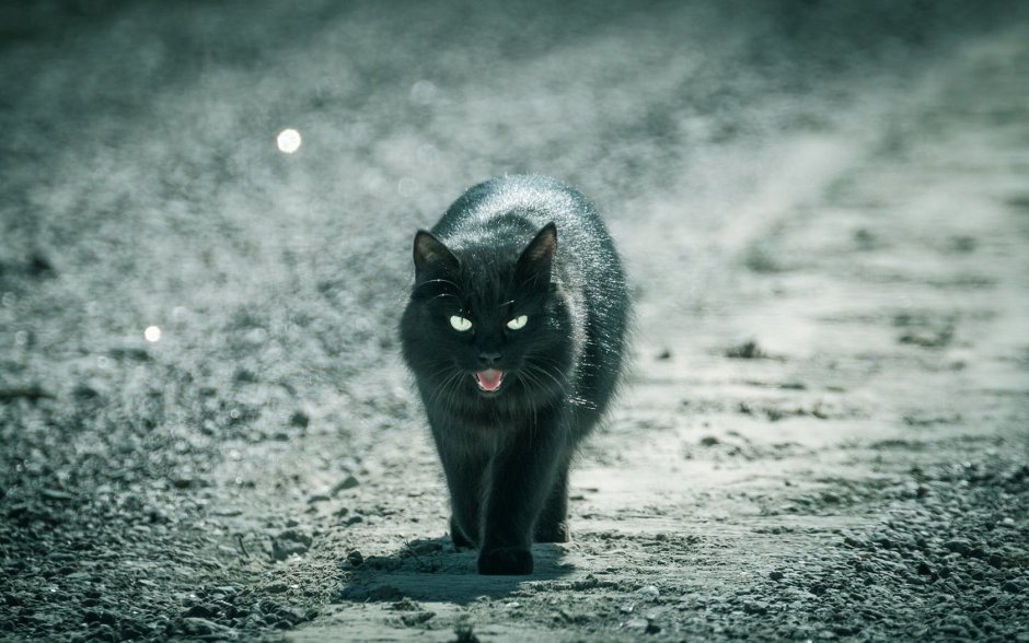 Черная кошка на улице