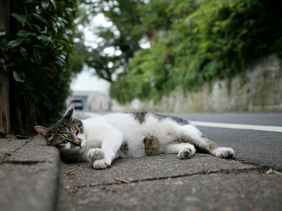 Уличные кошки