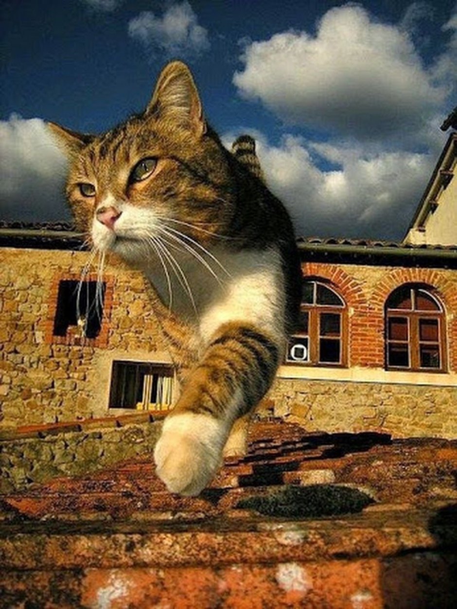 Кот идет по крыше