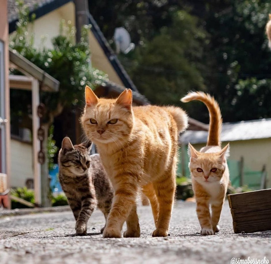 Коты идут