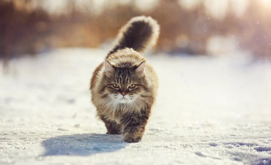 Кот идет по снегу