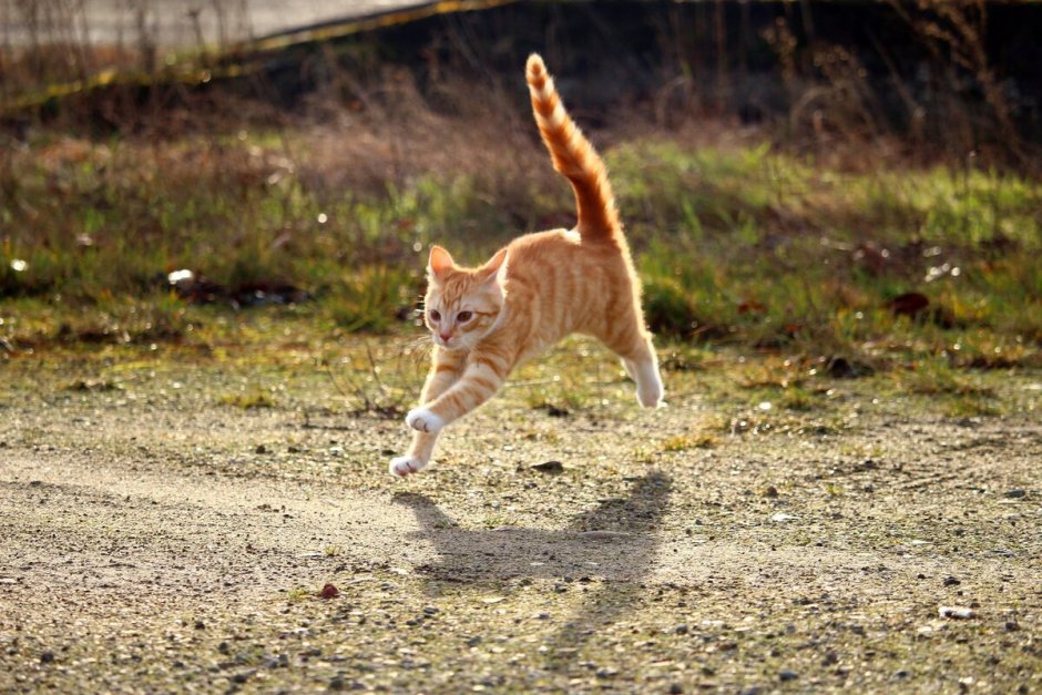 Рыжий котенок бежит
