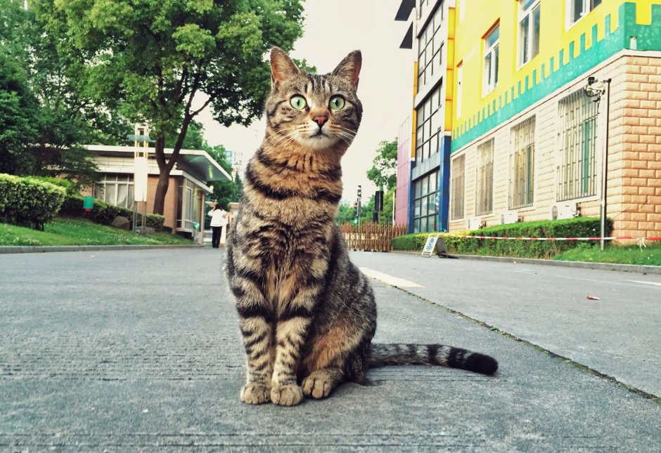 Кошка сидит
