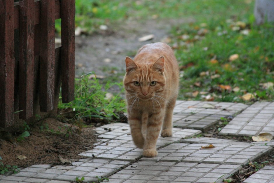 Рыжий дворовый кот