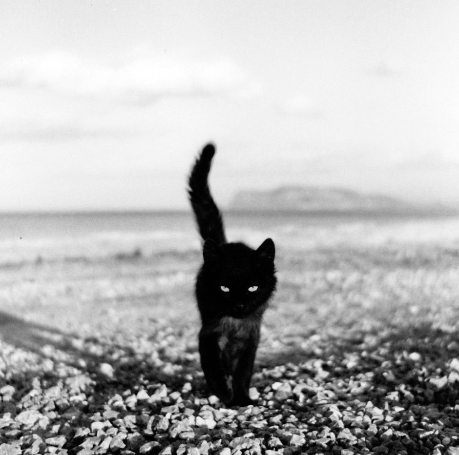 Одинокий черный кот