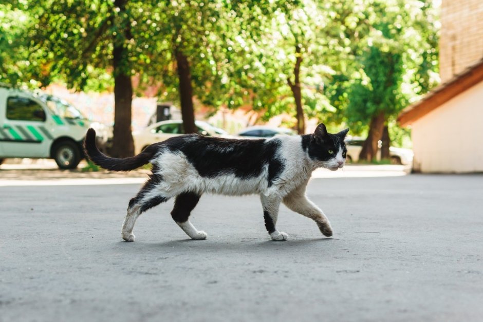 Уличный кот