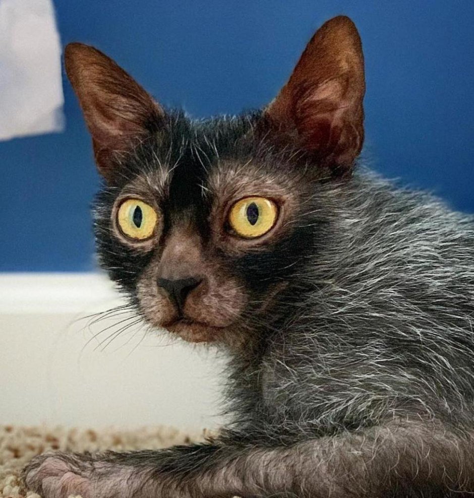 Коты породы Ликои