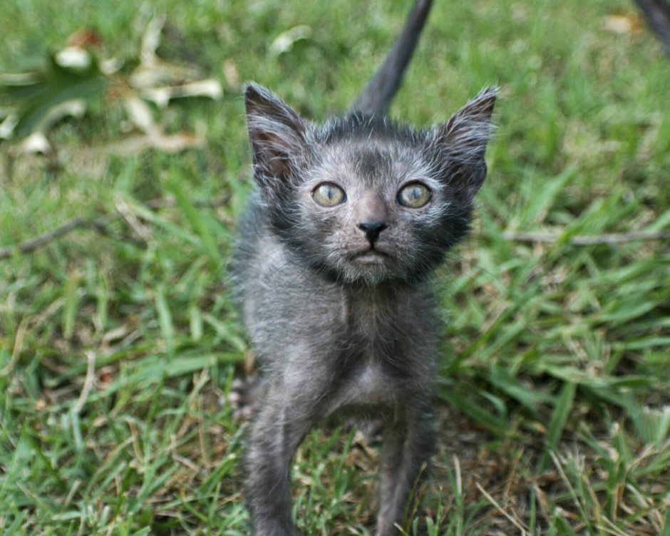 Кот Ликои
