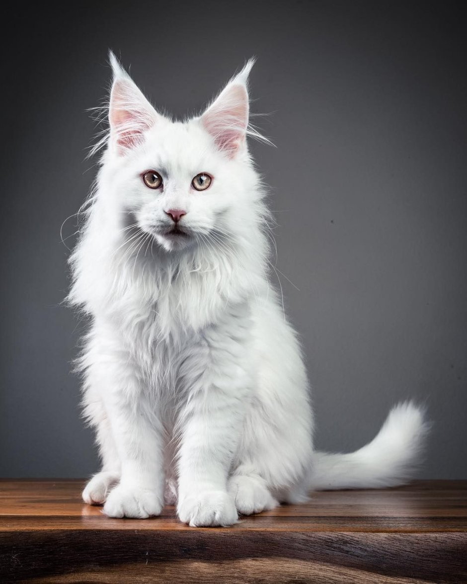 Белая кошка Мейн кун