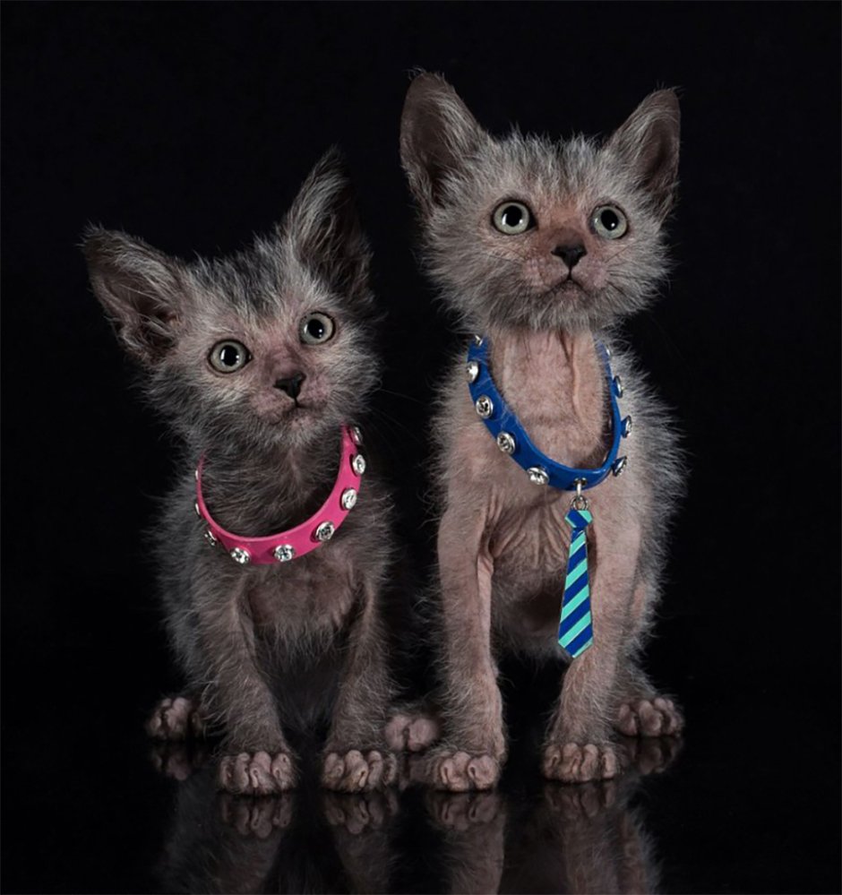 Коты породы Ликой