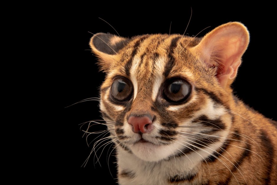 Prionailurus bengalensis