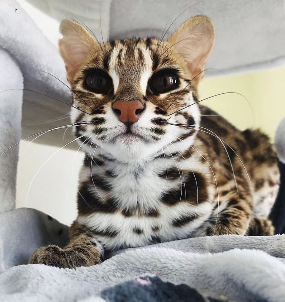 Азиатская леопардовая кошка