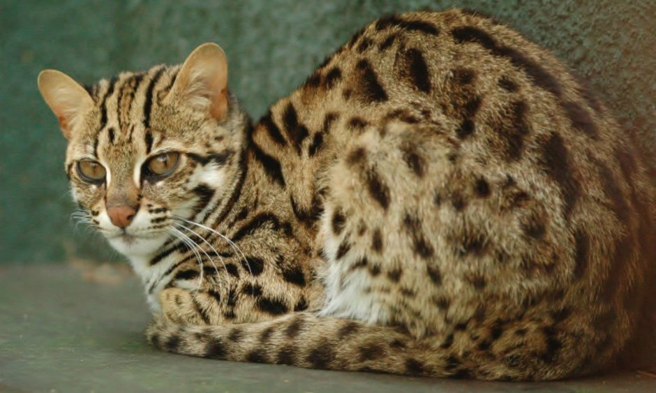 Дикая Бенгальская леопардовая кошка