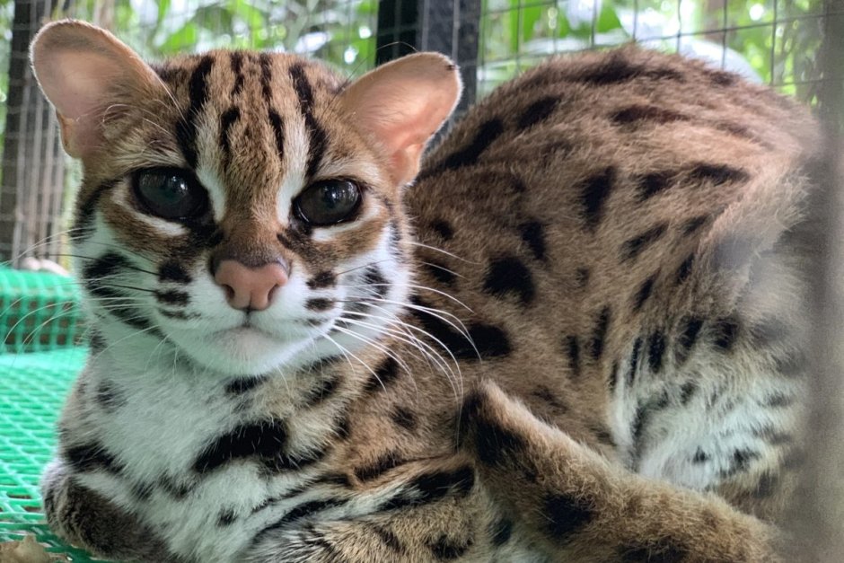 Бенгальская кошка (Prionailurus bengalensis)