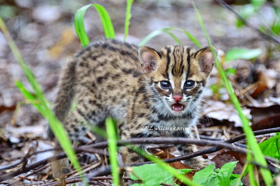 Prionailurus bengalensis