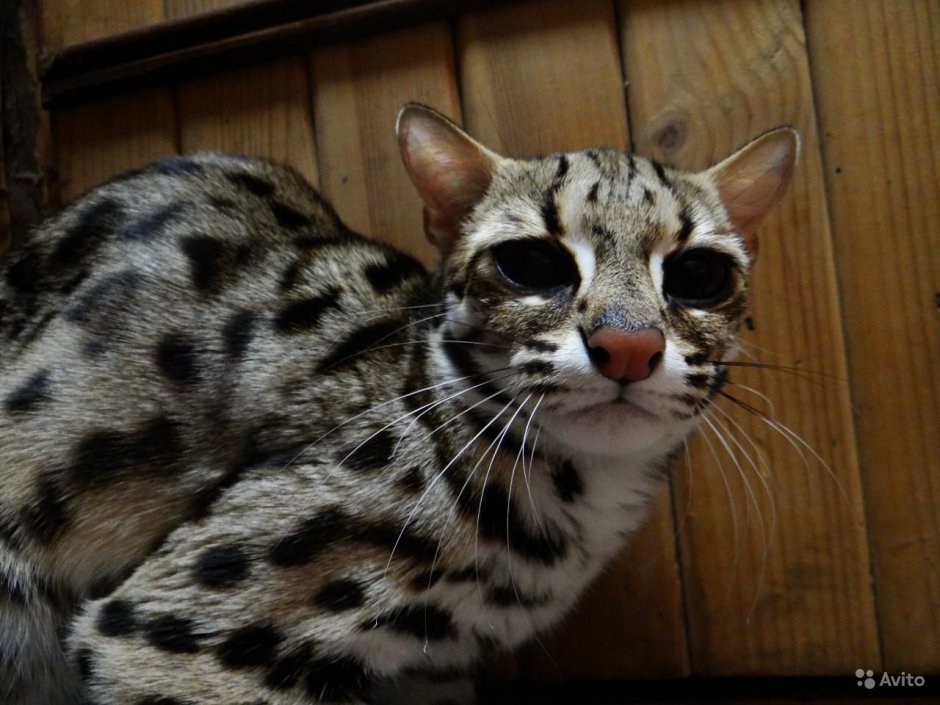 Алк леопардовая кошка
