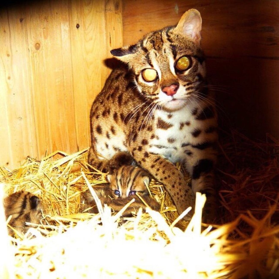 Леопардовая кошка Оцелот