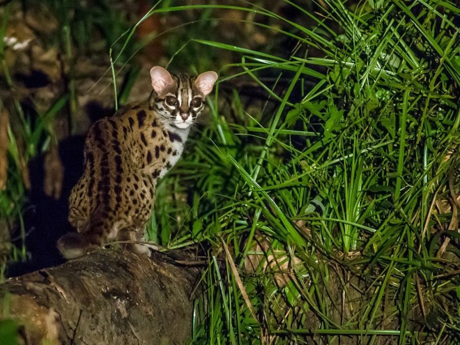 Prionailurus bengalensis