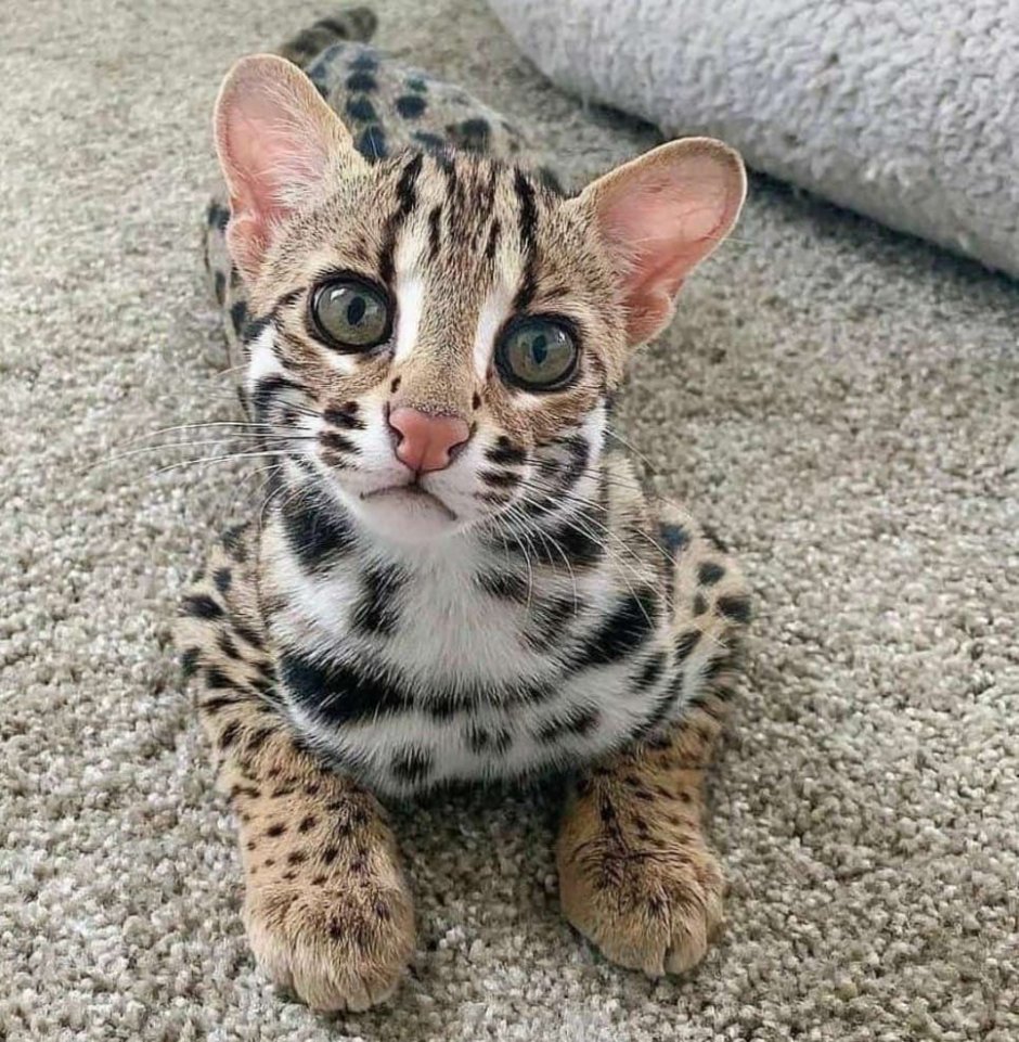 Азиатская леопардовая кошка