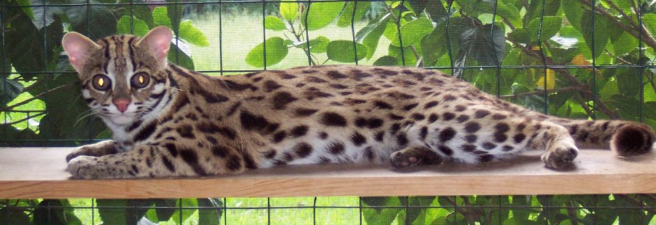 Азиатский леопардовый кот ф1