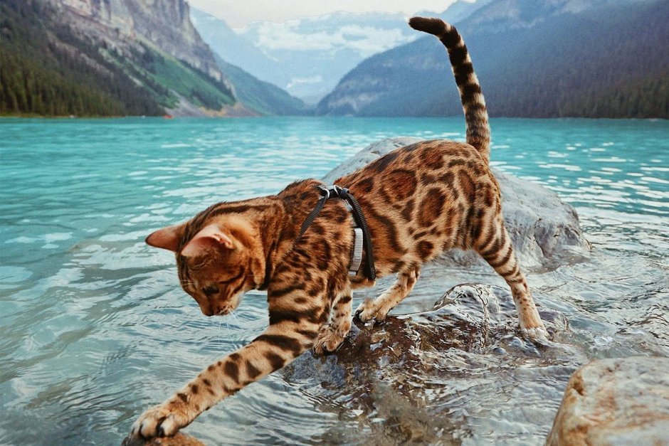 Бенгальский кот купается