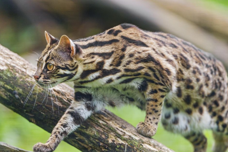 Бенгальская кошка (Prionailurus bengalensis)