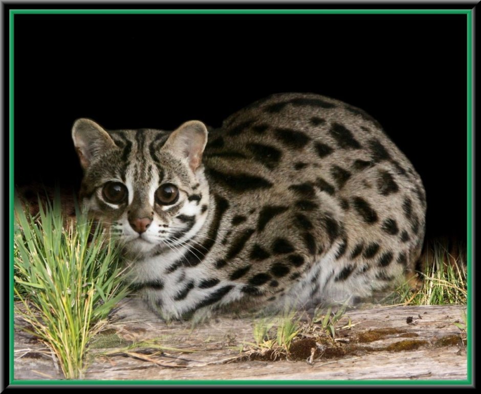 Бенгальская кошка ареал