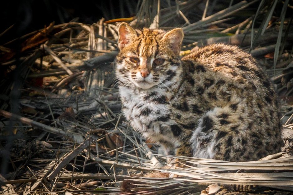 Леопардовый кот Prionailurus bengalensis