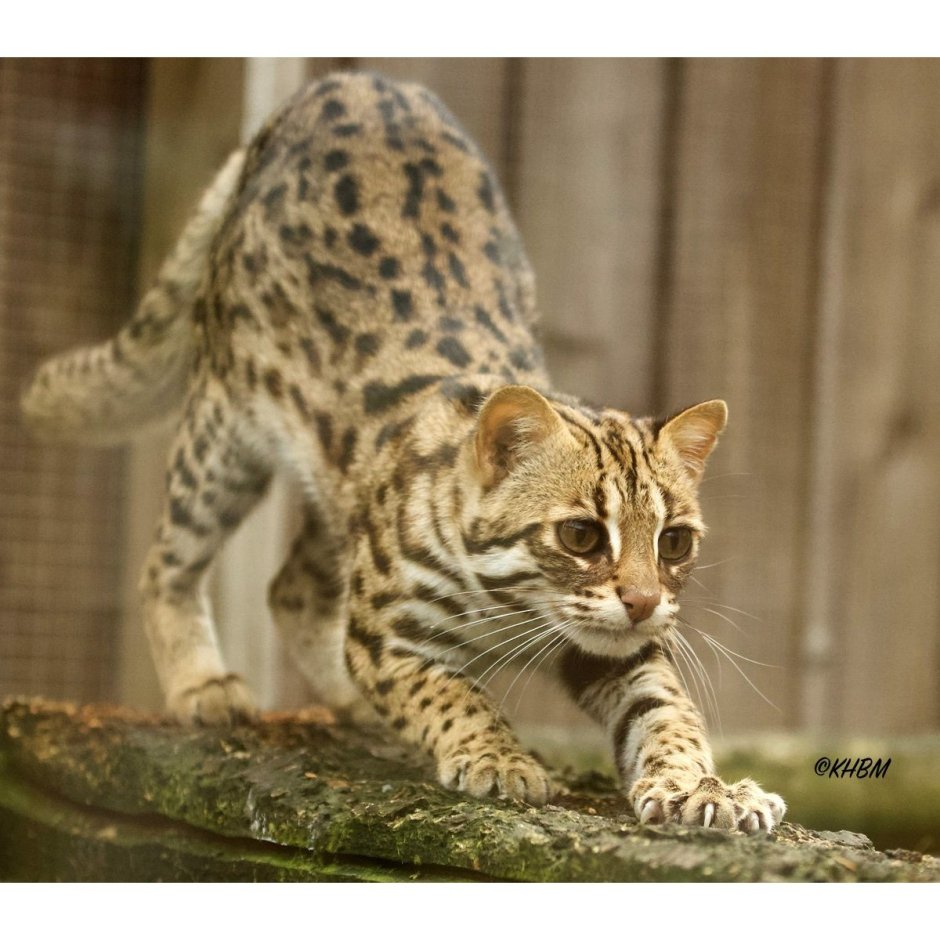 Леопардовый кот Prionailurus bengalensis