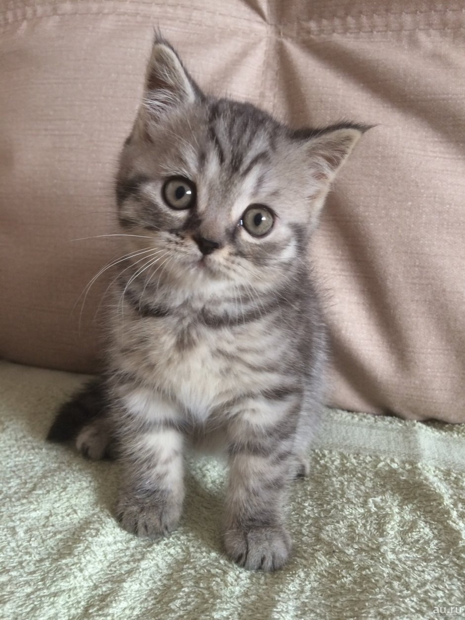 Шотландский котенок прямоухий полосатый