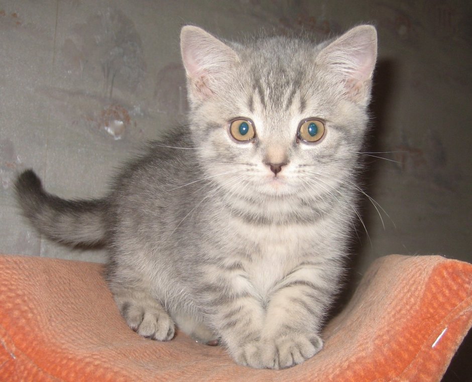 Шотландские котята прямоухие серые