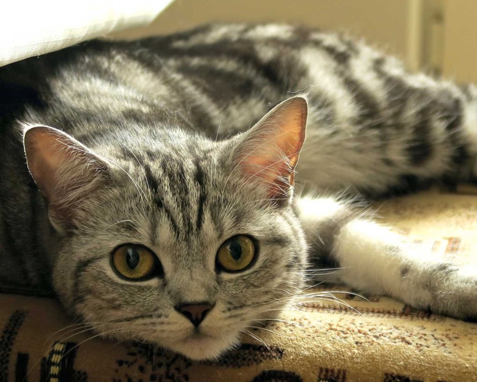 Кот шотландец прямоухий полосатый