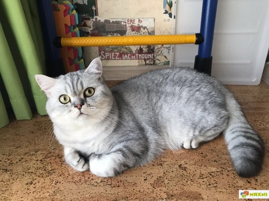 Шотландский скоттиш страйт полосатый