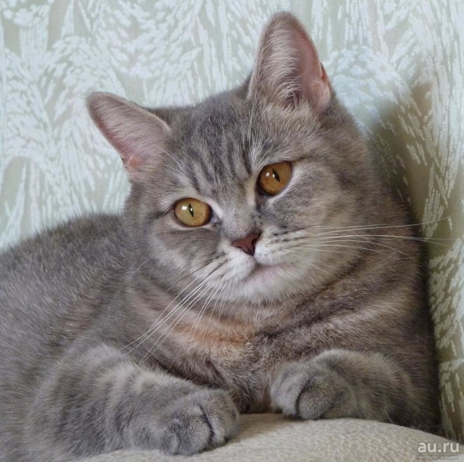 Шотландский скоттиш страйт серый