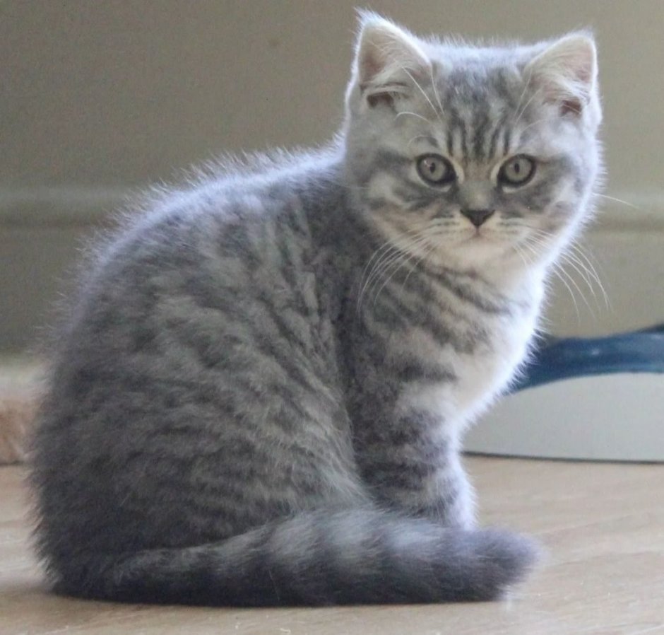 Шотландская голубая кошка прямоухая