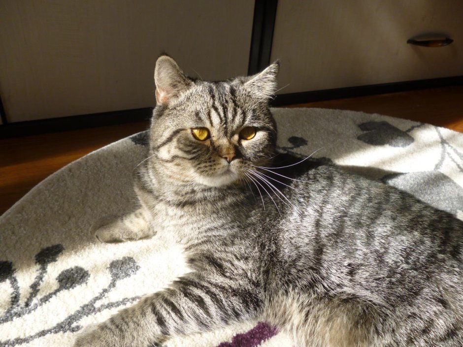 Шотландский кот прямоухий кот