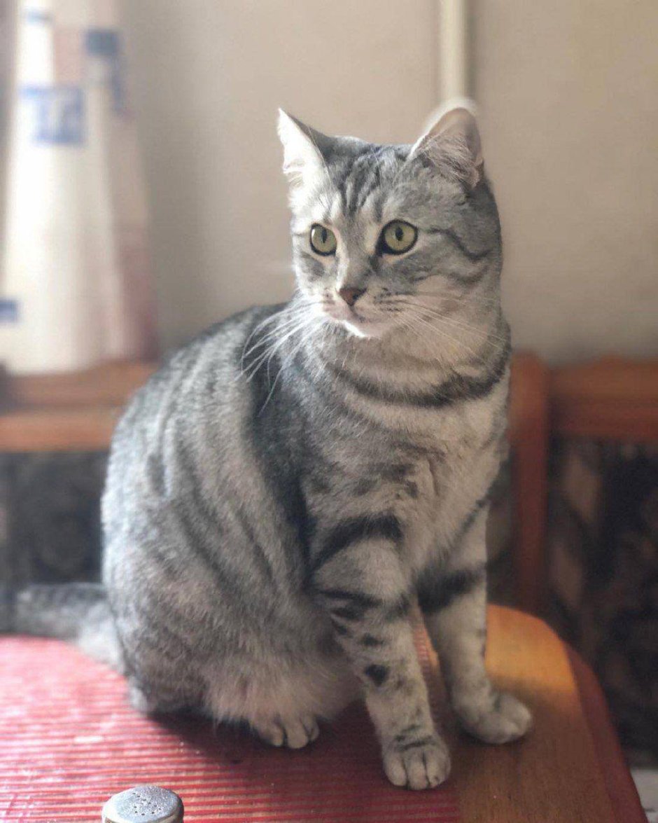 Шотландский скоттиш страйт полосатый