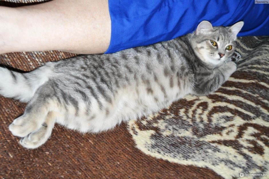 Шотландский кот вискас прямоухий