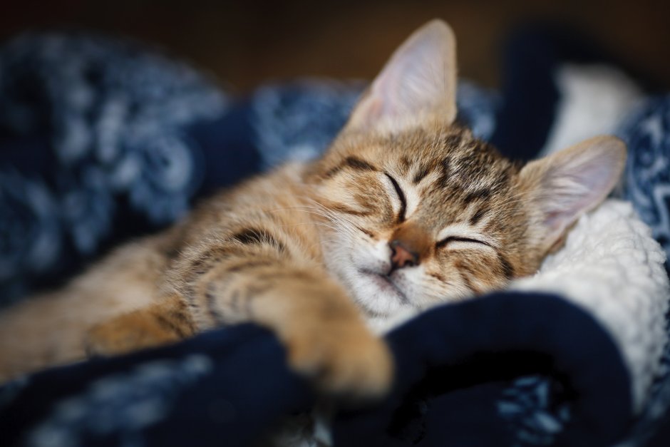 Котенок лежит