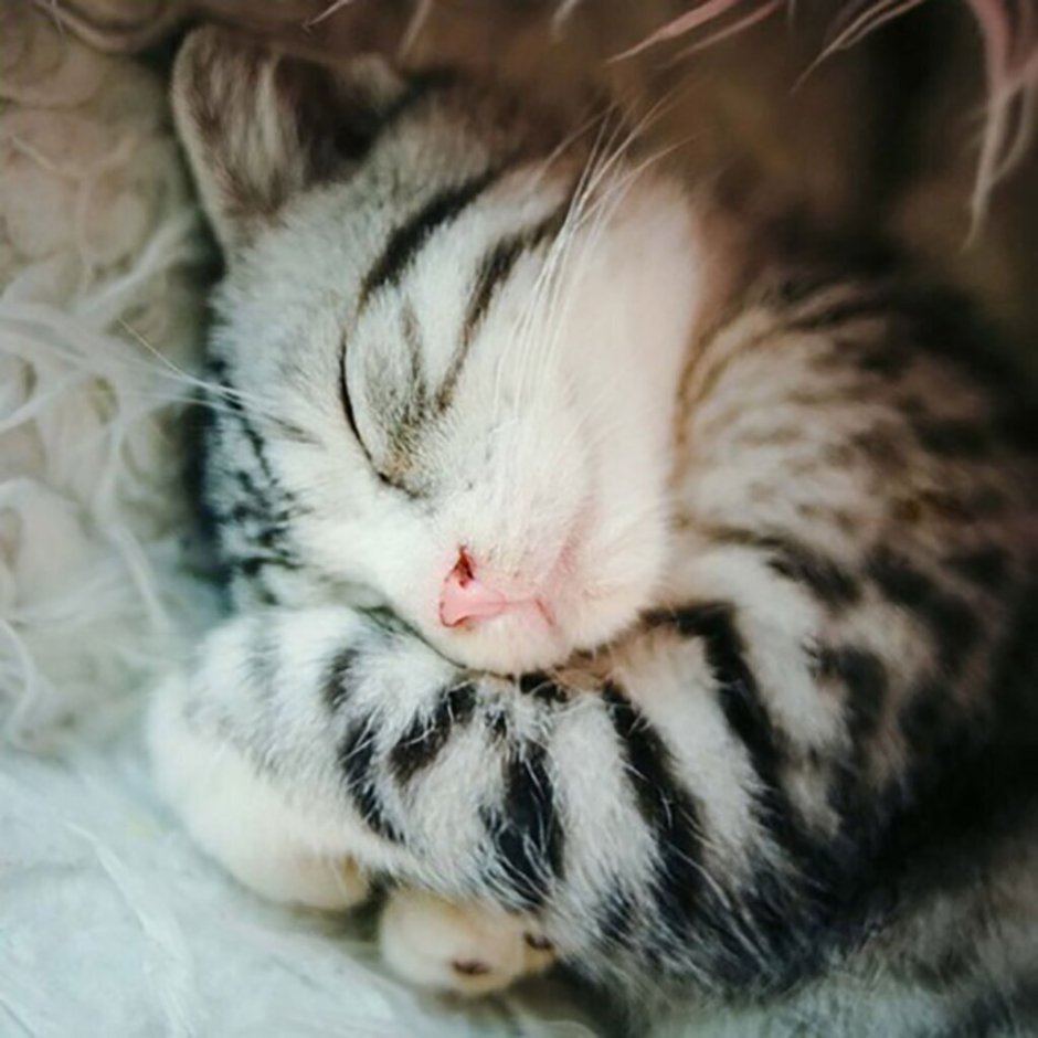 Милый спящий кот