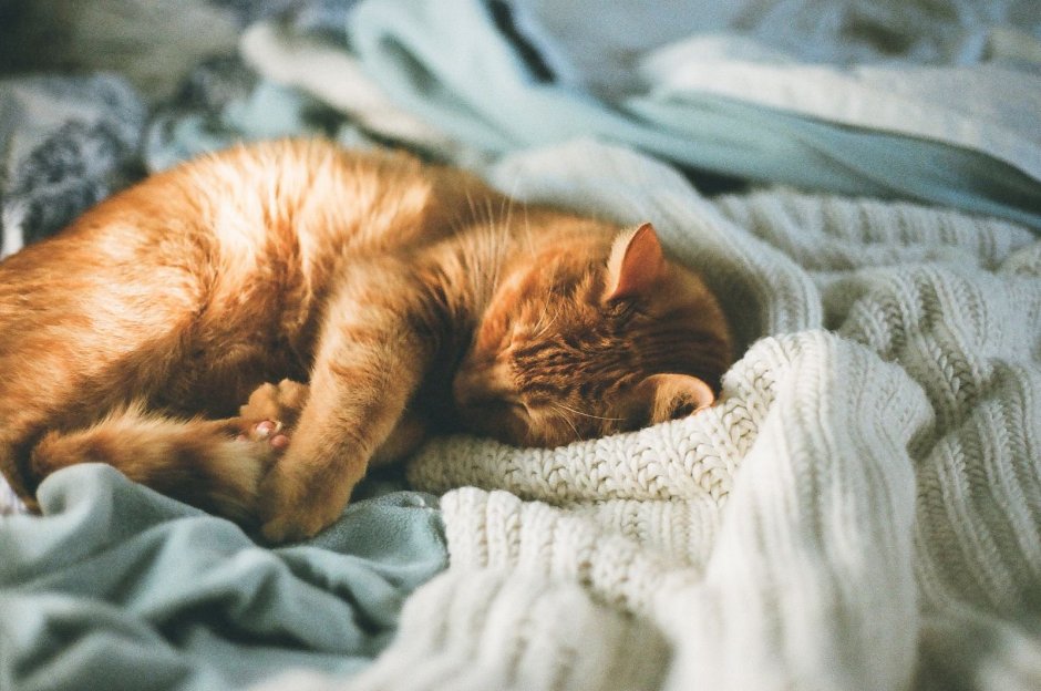 Спящие коты