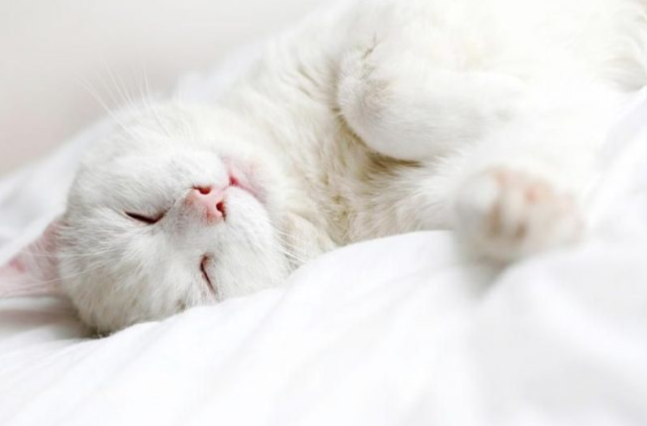 Спящий белый котенок