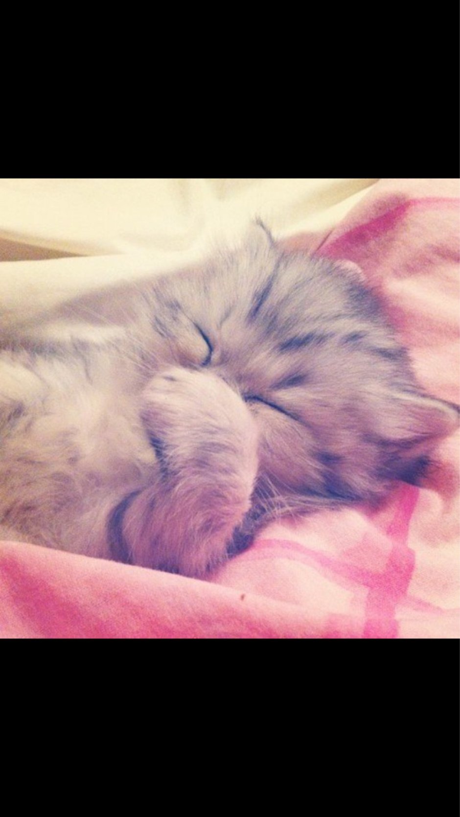 Утренний котик