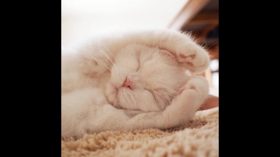 Котята спящие в обнимку