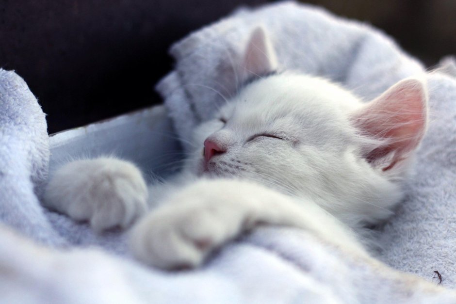 Котенок спит