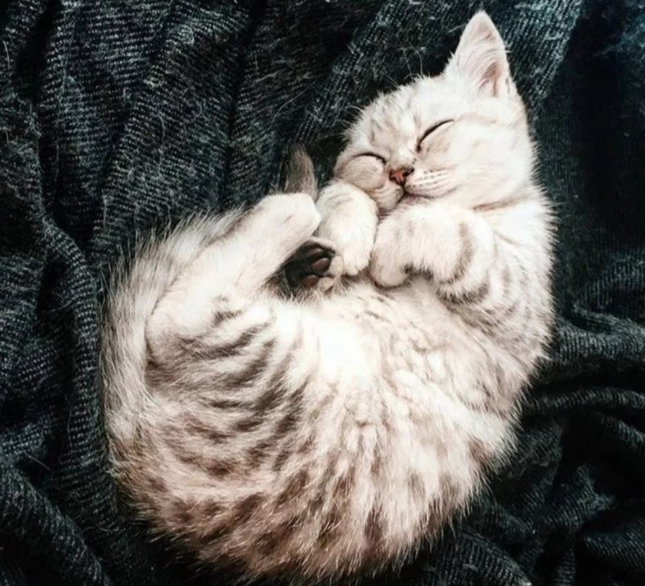 Спящие котята